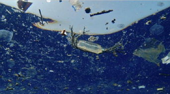 塑料危害多大 研究表明海洋生物的灭绝或已开始