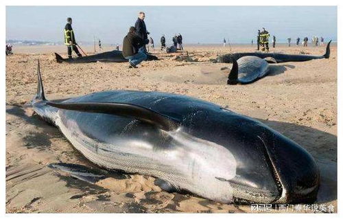 即将发生鲸爆 一头长9米的鲸鱼在大连海滩搁浅,肚子胀得像皮球