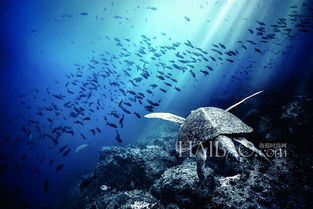 万国 IWC 2014海洋时计系列潜入深海,探寻加拉帕戈斯群岛世界最后天堂